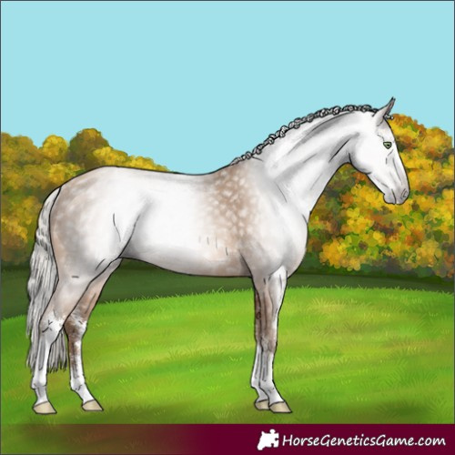 Horse Color:Gray Silver Amber Champagne Sabino Rabicano 