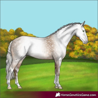 Horse Color:Gray Silver Amber Champagne Sabino Rabicano 