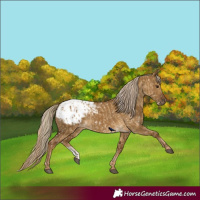 Horse Color:Chocolate Palomino Dun Appaloosa and Chocolate Palomino Dun Appaloosa