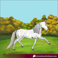 Horse Color:Chocolate Palomino Dun Appaloosa  and Chocolate Palomino Dun Appaloosa 