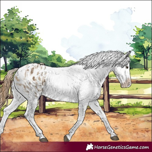 Horse Color:Buckskin Dun Appaloosa  and Buckskin Dun Splash Appaloosa 