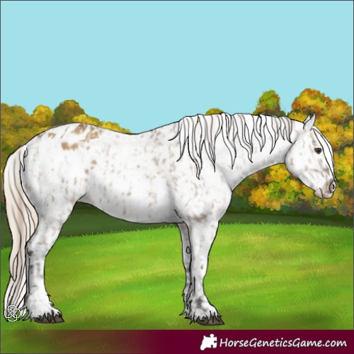 Horse Color:Liver Red Dun Blanket  and Chocolate Palomino Dun Snowflake Varnish 