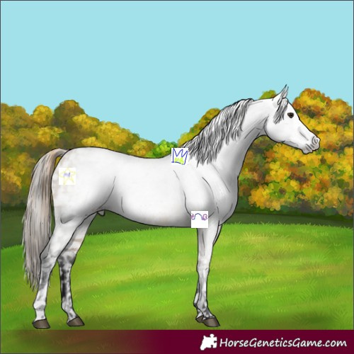 Horse Color:Buckskin Dun Appaloosa  and Gray Buckskin Dun Appaloosa 