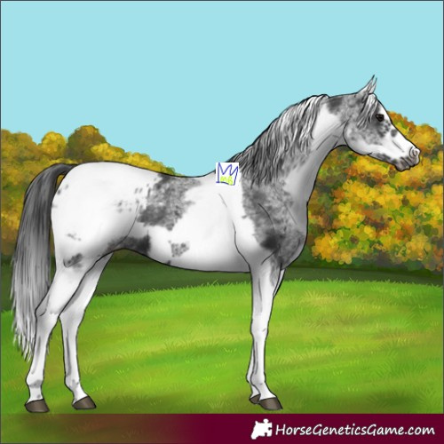 Horse Color:White Spotted Black Splash Tobiano Frame Appaloosa 