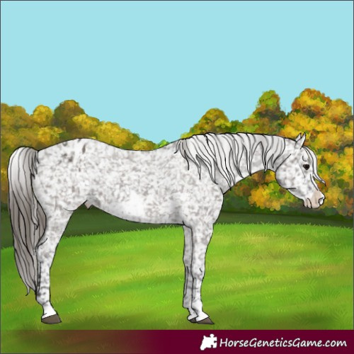 Horse Color:Smoky Grullo Snowflake Varnish and Smoky Grullo Frame Snowflake Varnish
