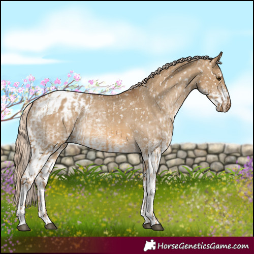 Horse Color:Chocolate Palomino Dun Appaloosa and White Spotted Chocolate Palomino Dun Appaloosa