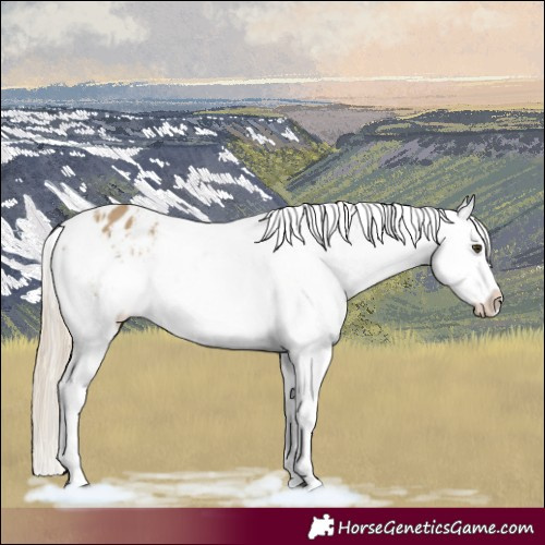 Horse Color:Chocolate Palomino Dun Appaloosa  and Chocolate Palomino Dun Appaloosa 