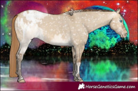 Horse Color:Perlino Dun Appaloosa and Gray Perlino Dun Appaloosa