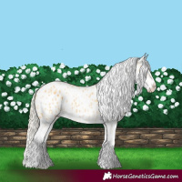 Horse Color:Palomino Appaloosa and Palomino Splash Appaloosa
