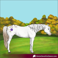 Horse Color:Buckskin Dun Snowflake Varnish  and Buckskin Dun Frame Snowflake Varnish 