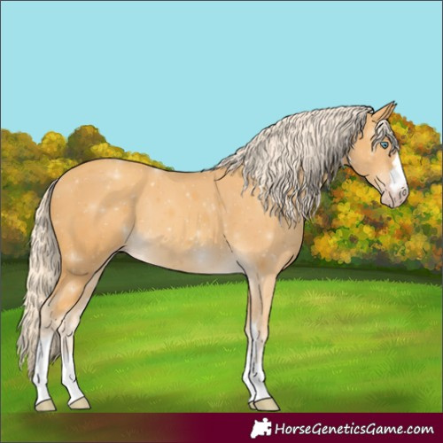 Horse Color:Gold Cream Champagne 