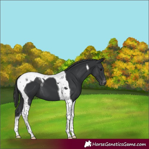 Horse Color:Black Tobiano Varnish 