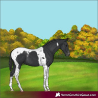 Horse Color:Black Tobiano Varnish 