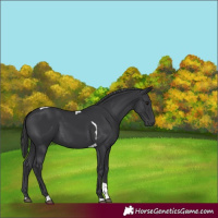 Horse Color:Black Tobiano 