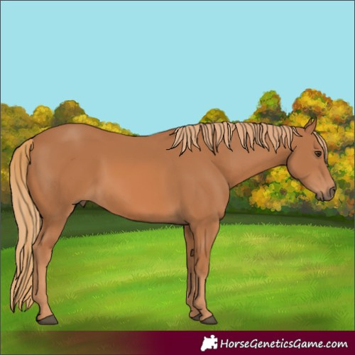 Horse Color:Unknown 
