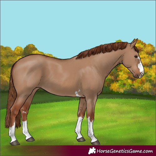 Horse Color:Red Dun 