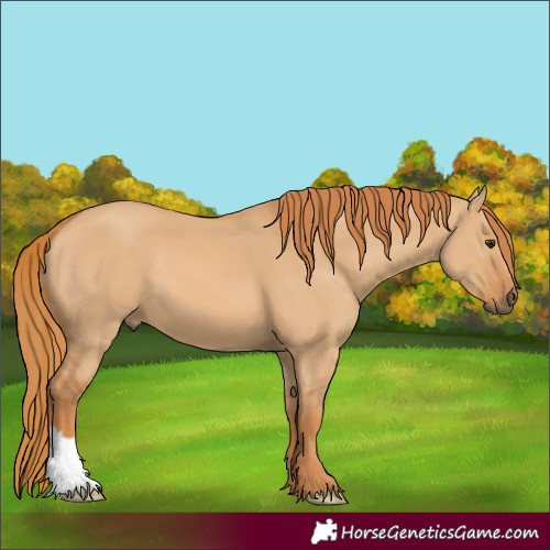 Horse Color:Red Dun 