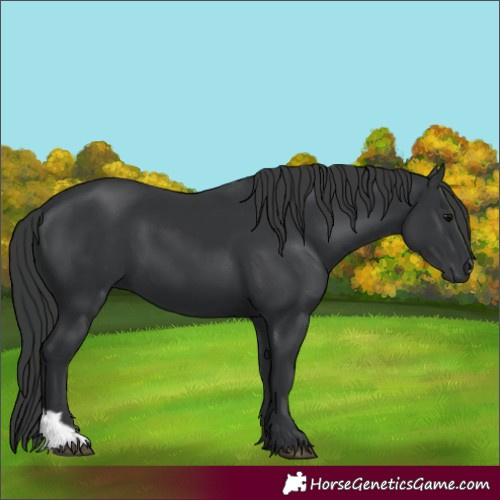 Horse Color:Black 