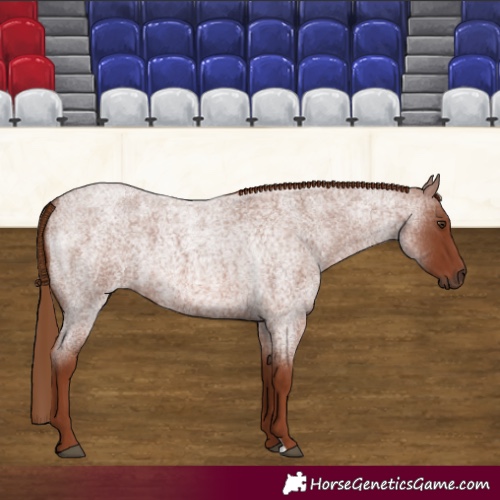 Horse Color:Red Roan 