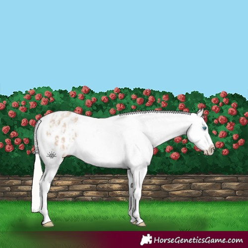 Horse Color:Cremello Dun Snowflake Varnish  and Cremello Snowflake Varnish 