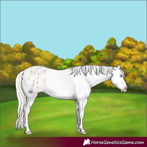 Horse Color:Cremello Dun Appaloosa  and Cremello Appaloosa 