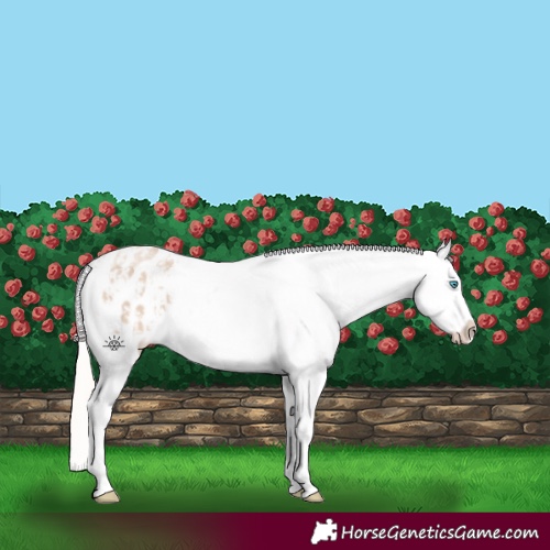Horse Color:Cremello Dun Appaloosa  and Cremello Appaloosa 
