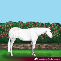 Horse Color:Cremello Dun Appaloosa  and Cremello Appaloosa 