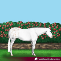 Horse Color:Cremello Dun Snowflake Varnish  and Cremello Snowflake Varnish 