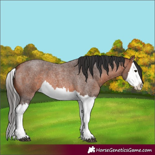 Horse Color:Bay Roan Splash