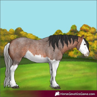 Horse Color:Bay Roan Splash 