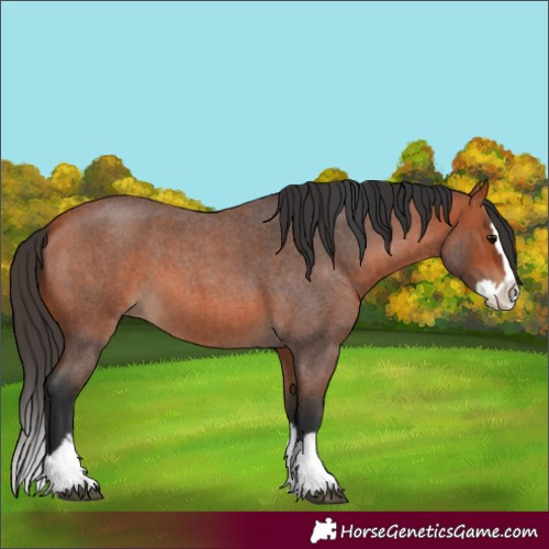 Horse Color:Bay Roan Splash 