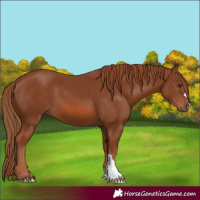 Horse Color:Chestnut 