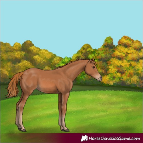 Horse Color:Unknown 
