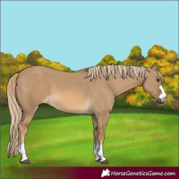 Horse Color:Chocolate Palomino Dun 