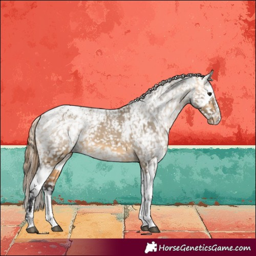 Horse Color:Powder White Buckskin Dun Appaloosa  and Powder White Buckskin Dun Splash Appaloosa 