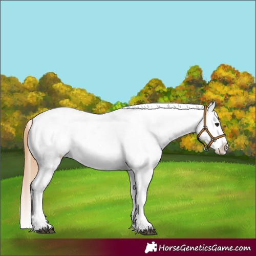 Horse Color:Buckskin Dun Snowflake Varnish and Buckskin Dun Snowflake Varnish