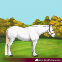 Horse Color:Buckskin Dun Appaloosa  and Buckskin Dun Appaloosa 