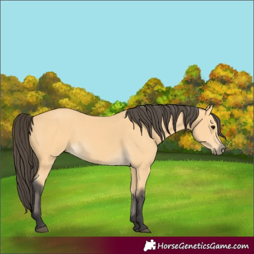 Horse Color:Buckskin