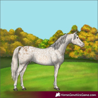 Horse Color:Chocolate Palomino Dun Snowflake Varnish  and Chocolate Palomino Dun Snowflake Varnish 