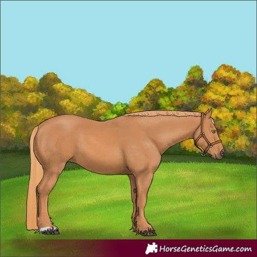 Horse Color:Chestnut 