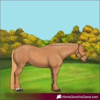 Horse Color:Chestnut 