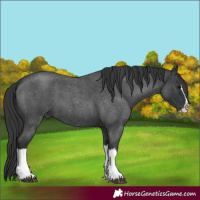 Horse Color:Unknown 