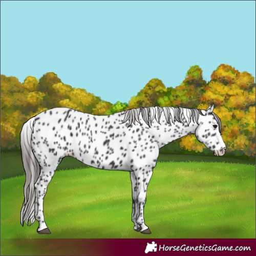 Horse Color:Smoky Black Leopard 