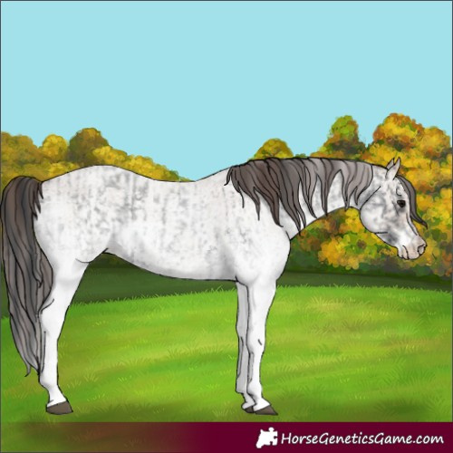 Horse Color:White Spotted Blue Roan Rabicano and White Spotted Classic Champagne Roan Rabicano