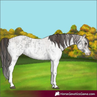 Horse Color:White Spotted Blue Roan Rabicano and White Spotted Classic Champagne Roan Rabicano