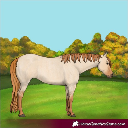 Horse Color:Unknown 