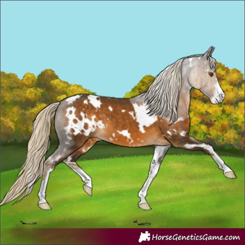 Horse Color:White Spotted Chocolate Palomino Sabino 