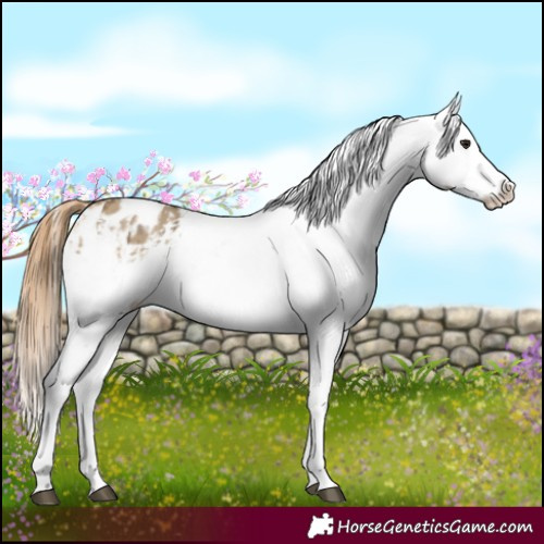Horse Color:Buckskin Dun Appaloosa  and Buckskin Dun Splash Appaloosa 