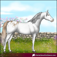 Horse Color:Buckskin Dun Appaloosa  and Buckskin Dun Splash Appaloosa 