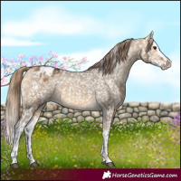 Horse Color:Buckskin Dun Appaloosa  and Buckskin Dun Splash Appaloosa 